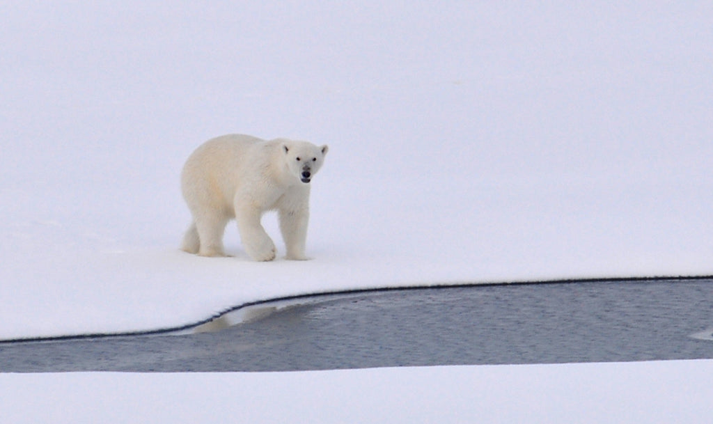 Scary Facts About How Climate Change is Affecting Polar Bears!